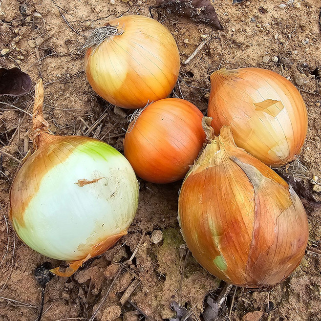 [달달아삭] 국내산 전남무안 단단한 햇양파, 1박스, 소 5kg