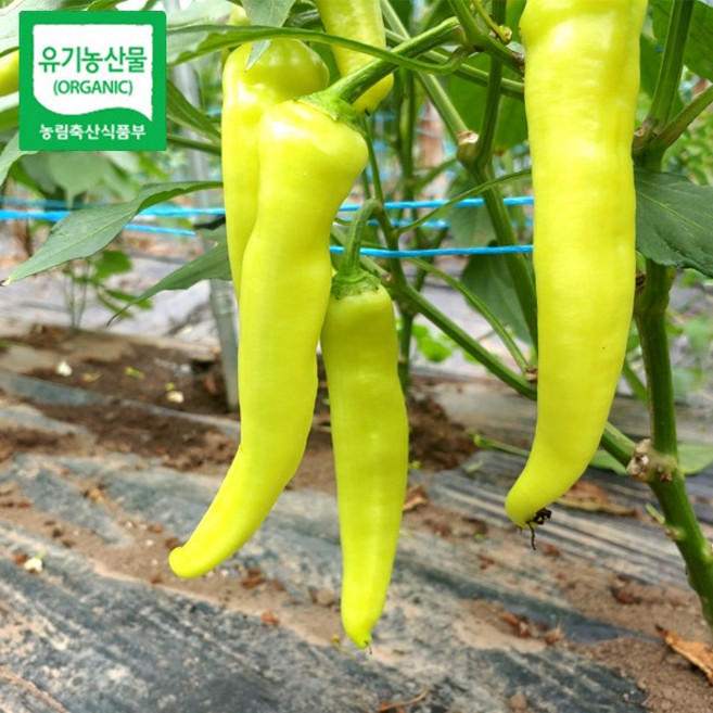 [품질 보장 유기농 인정] 강원도 홍천 유기농 4종 고추 당조 청양 롱그린 아삭이 고추 농약 1도 안들어간 유기농 인정 고추, 1개, 정품 청양고추 5kg 특특품