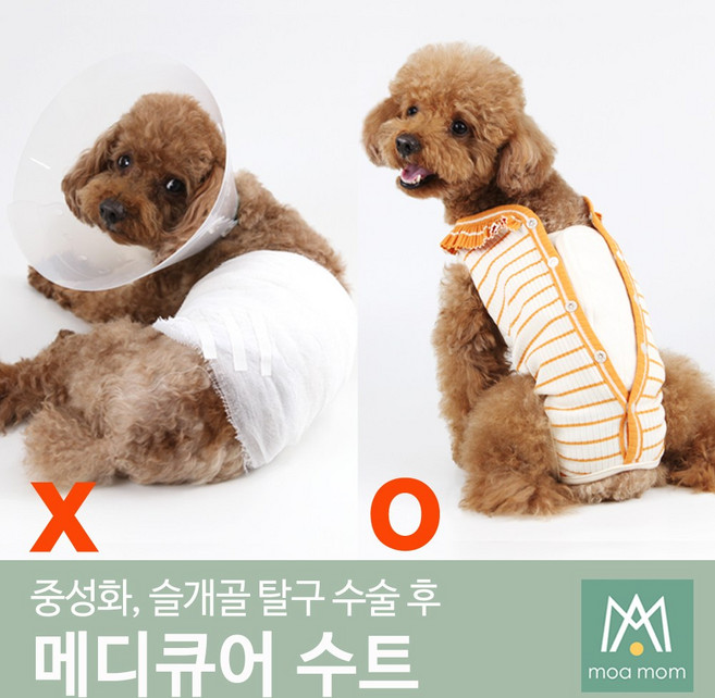 강아지 환견복 중성화수술복 중성화옷 중성화복 메디큐어수트, 오렌지 팝시클, 1개
