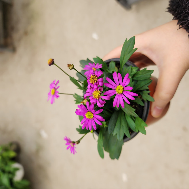 사계국화 야생화 국화 소품 모종 거실화분 대성식물, 10개