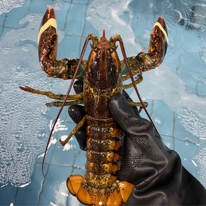 A급 활 랍스타 캐나다, 1박스, 랍스타 1미(3kg)