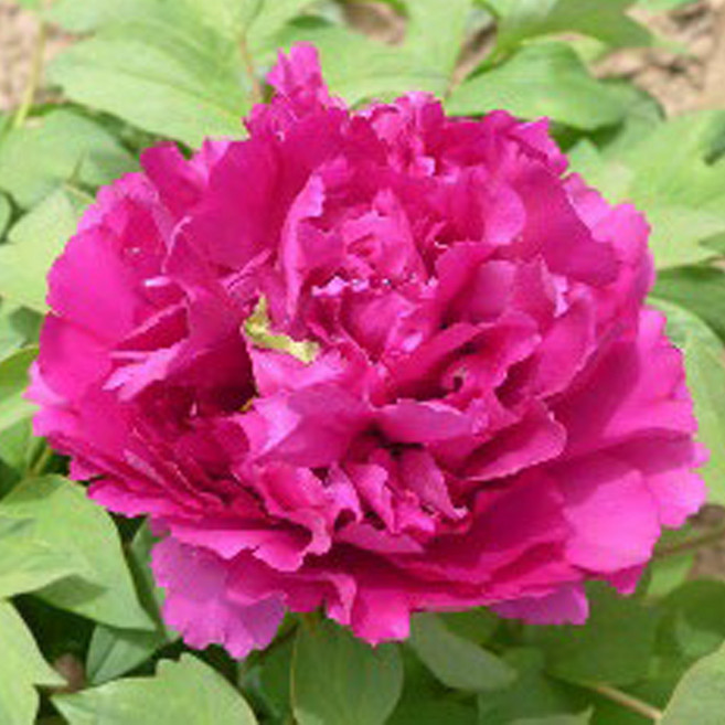 [충북농원] 고급 수입 목단 (숙근) 11종 - 3지~6지 흙털이묘, 1개, 09. 동운/3지/흙털이