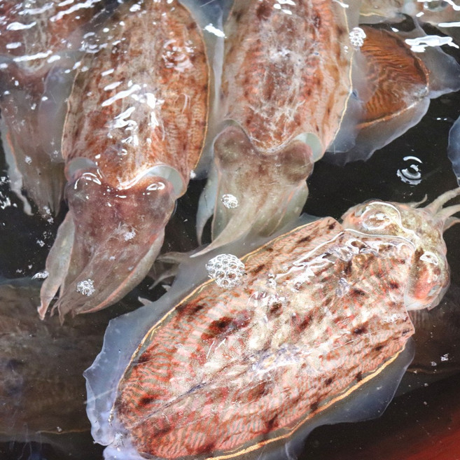 [당일조업] 국내산 생물 갑오징어, 3개, 1kg(4-6미 내외)