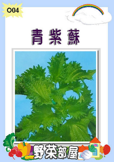 【野菜部屋~】O04 日本青紫蘇種子 中包裝 濃青綠色, 1包