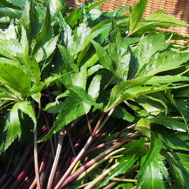 국산 당귀 1kg 내외 당귀잎 쌈당귀 쌈채소, 1박스