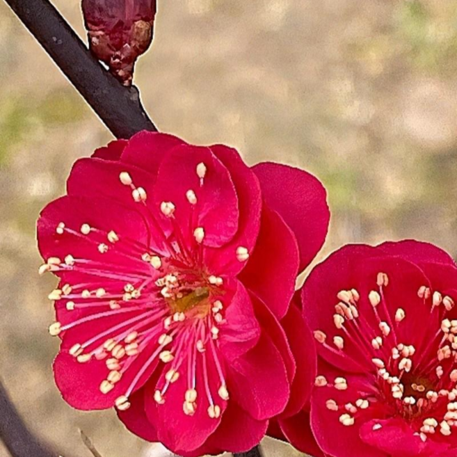 붉은꽃 매화나무 묘목 / 흑룡금매 / 희귀한 흑룡 매화, 1개