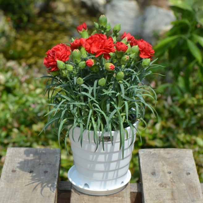 생화 카네이션 화분, 10cm 레드2017