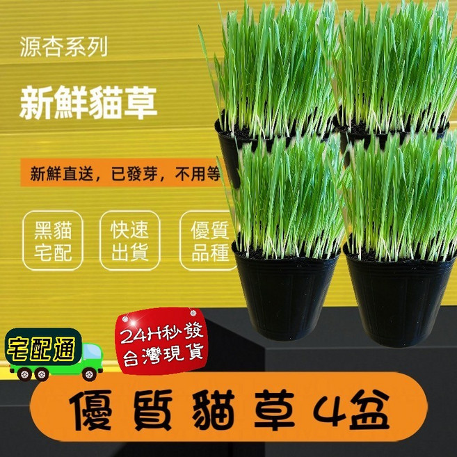 嚴選新鮮貓草盆栽，已發芽, 新鮮貓草~15盆賣場