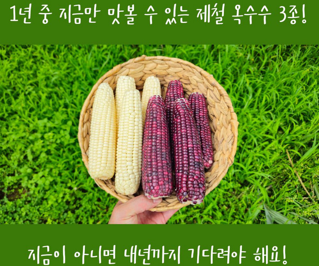 냉동 초당옥수수 미백옥수수 흑찰옥수수 생옥수수 특품 상품 10개 20개, 1박스, 미백_특 10개