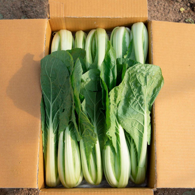 [포천채소꾼] 어린 얼갈이 (6시내고향 방영), 1박스, 2kg 어린얼갈이