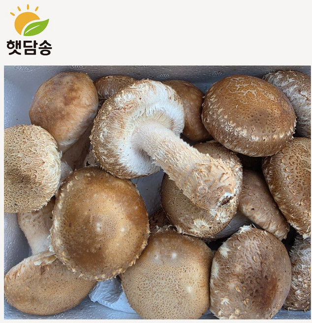 [1+1 행사]햇담송화 무농약 송화 가정용&중급 [1kg+1kg] 송이향 송고 송화고버섯, 1박스, 500g 송화 정품중급 + 500g 더