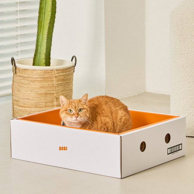 3651 bukbuk 벅벅 감귤박스 고강도 고양이 스크래쳐, 1개, 화이트&오렌지