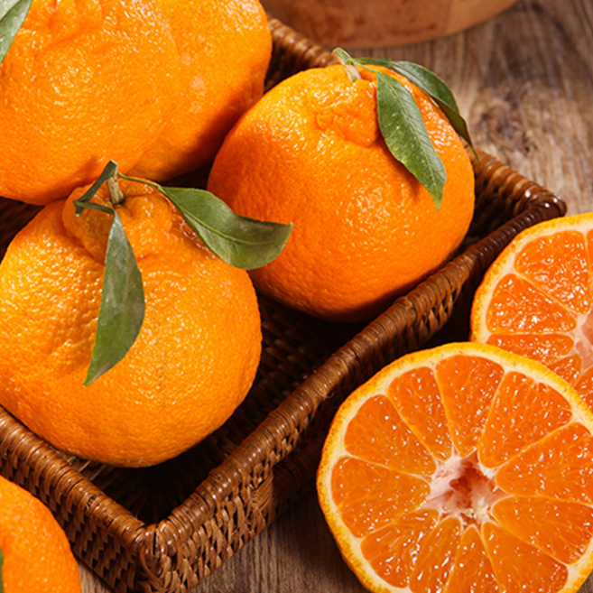 [재구매율1위] 50박스한정 초고당도 제주도산지직송 한라봉, 1박스, 3kg