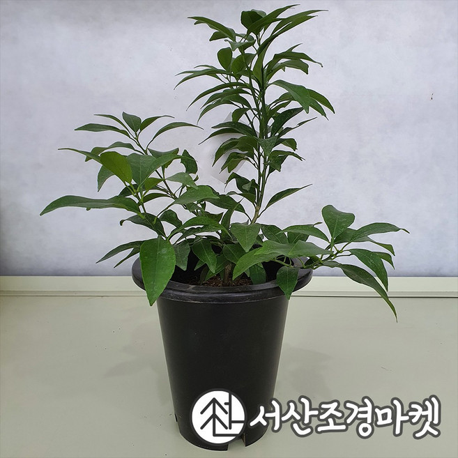 귤나무 황금향 7치화분 결실주 묘목 나무 서산조경마켓, 1개