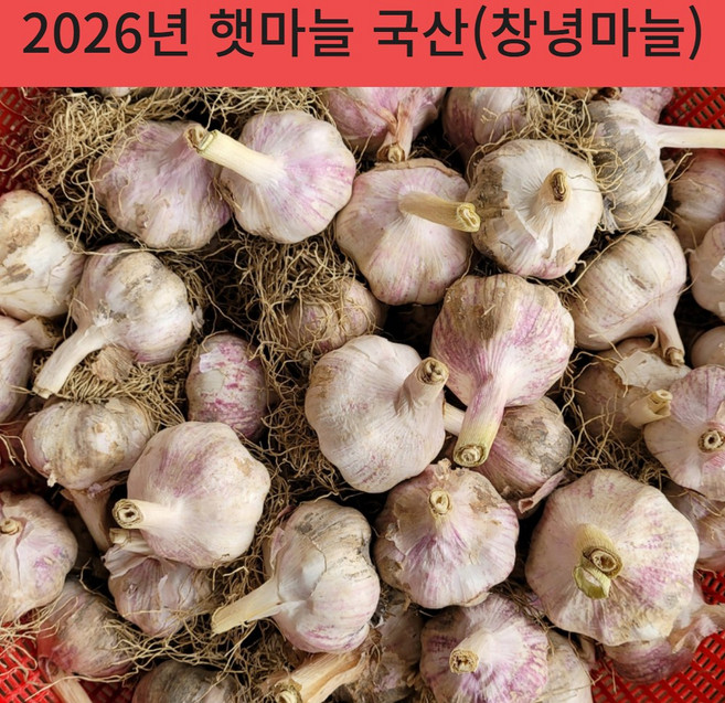 26년 국산 창녕 햇마늘 직접재배 산지직송 통마늘 저장 장아찌 마늘 대크기 3kg 5kg 10kg, 1개, 5kg(대)