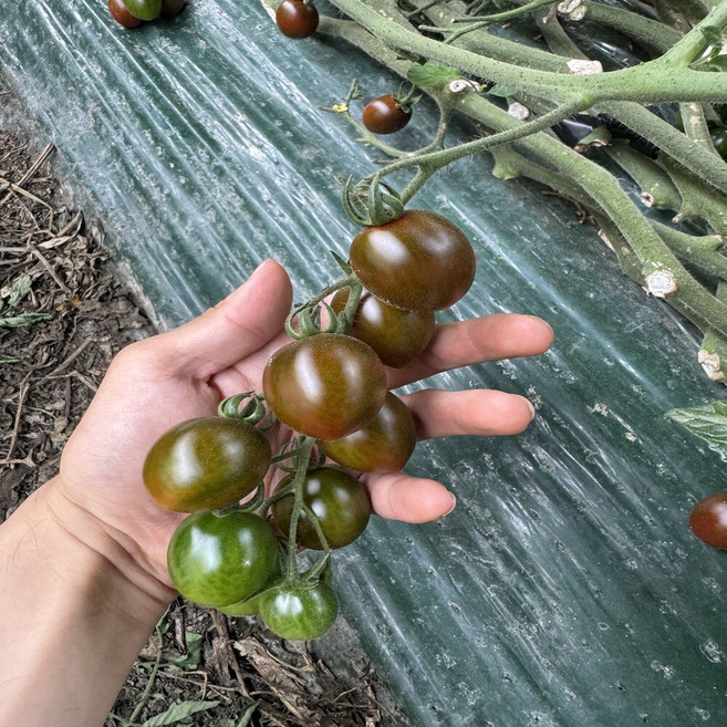 대저 흑대추방울토마토 흑토마토 블랙토마토, 1박스, 1kg(혼합)