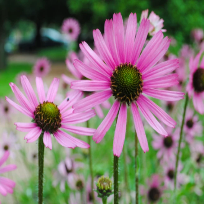 에키네시아 '로키탑' [3포트] (복남이네야생화 Echinacea Rocky Top 분홍), 1개 - 쿠팡