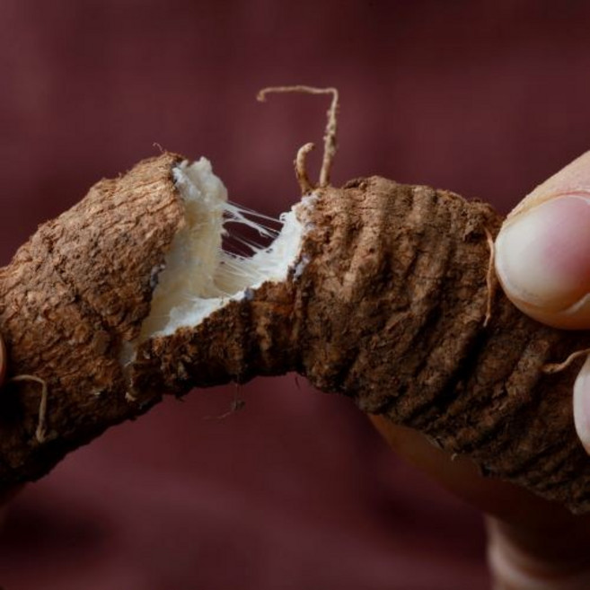 원도오빠 6년근 강원도 정선 산더덕 1kg, 1개, 가정용1키로(58~68)