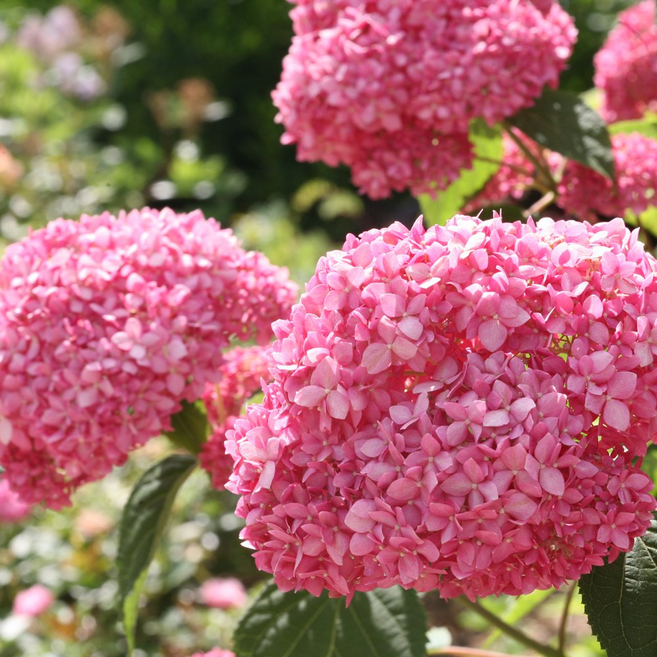 목수국 묘목 특선 유럽 나무 수국, 06. 바닐라 프레이즈 포트묘, 1개