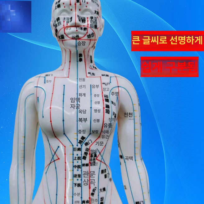 인체경락모형 경혈 전신 한의학 침술 교육용, 1개, 50cm 백색 여모델 경질