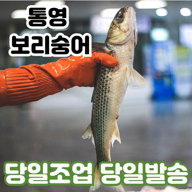 [한정수량] 보리 숭어회 필렛 보리숭어, 1개, 600g