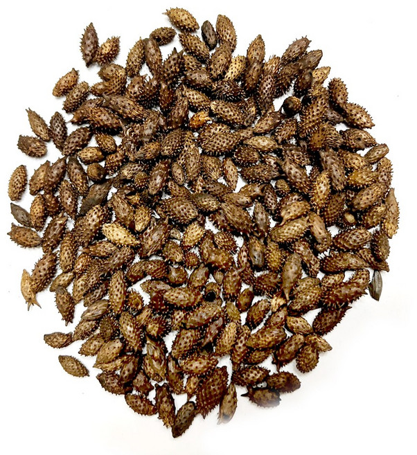 국산 자연산 가시제거 도꼬마리 볶은창이자 300g 수세미 300g 유근피 300g 볶은작두콩 300g(선택하세요), 500g, 1개, 그냥창이자500g