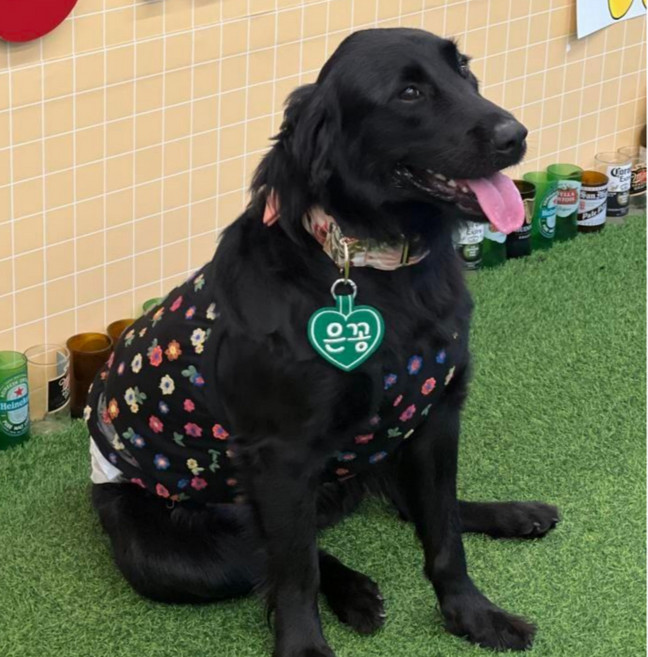 콜마이네임 무지개하트 네임택 강아지 대형견 자수 이름표 인식표, 1개, 초록색-GREEN