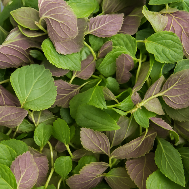 국내 어린 깨순 깻순 깨순잎 들깨순, 1개, 4kg