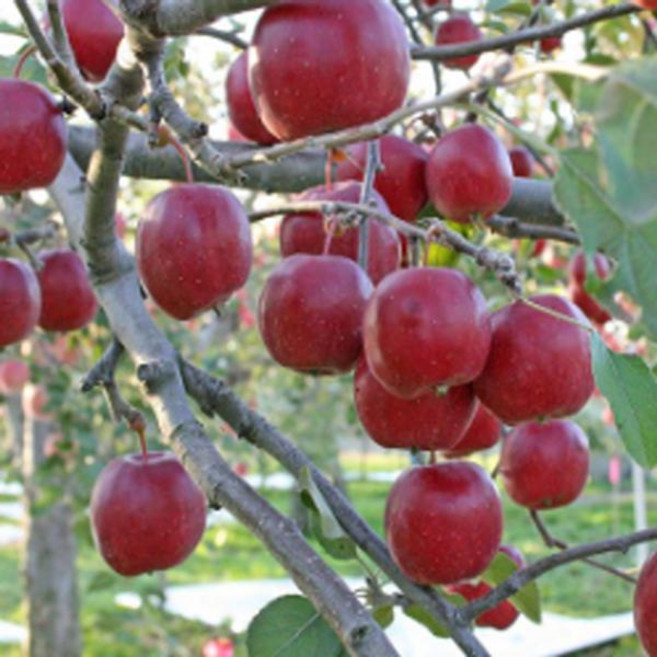 묘목/미니사과나무 알프스오토메/접목 1년/두개묶음 KJ075