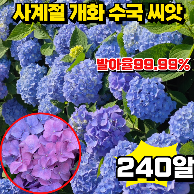 [높은 발아율]사계절 개화 수국 씨앗 생화 씨앗 정원 꾸미기 혼합 색상 60알, 4개
