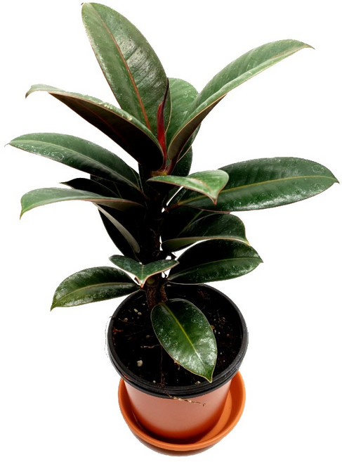 미스터허브 실내공기정화식물 허브 공기청정 미세먼지 제거 인테리어 화분, 1개, 13_멜라닌고무나무