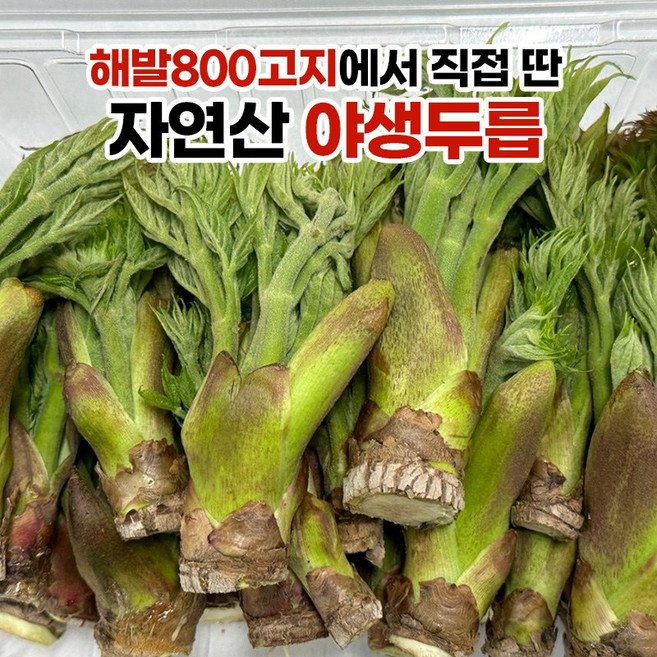 지리산 자연산 야생두릅 (가시없는 참두릅), 1개, 1kg