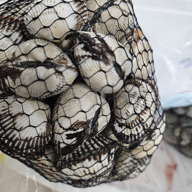 큰바다 국내산 조업한 제철 남해안 여수 벌교 새꼬막, 1개, 특대3kg