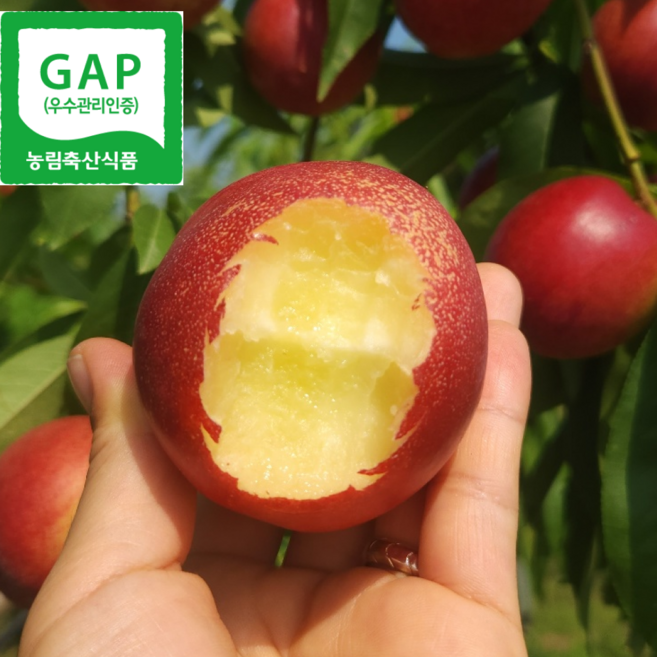 [100박스한정] 농장직송 꿀당도 과즙폭발 신비복숭아, 1박스, 2kg (초특가)