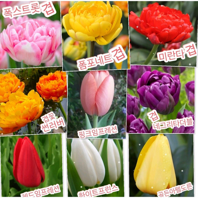 튤립구근 10색상10개/이미지색상 똑같이 출고됩니다, 1개, 10개