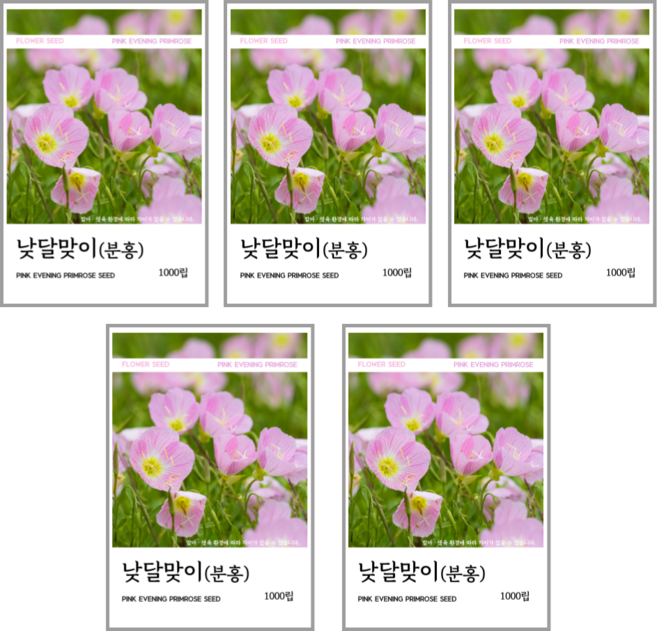 낮달맞이(분홍) 씨앗 1000립, 5개