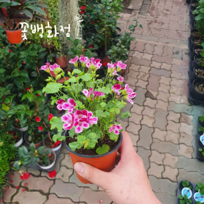 원플원 2개발송 15~25cm 랜디제라늄 소품 색상랜덤, 1개