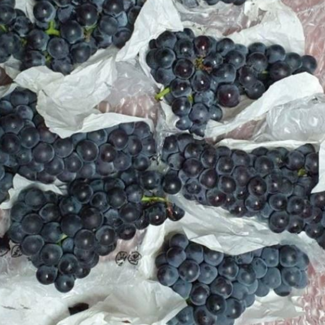 [ 특품포도 / 꼼꼼한 에어포장 ] 비교불가 프리미엄등급 캠벨포도 영동포도 송산포도 영천포도 김천포도 상주포도 캠밸포도, 1박스, 2kg, 4-7수