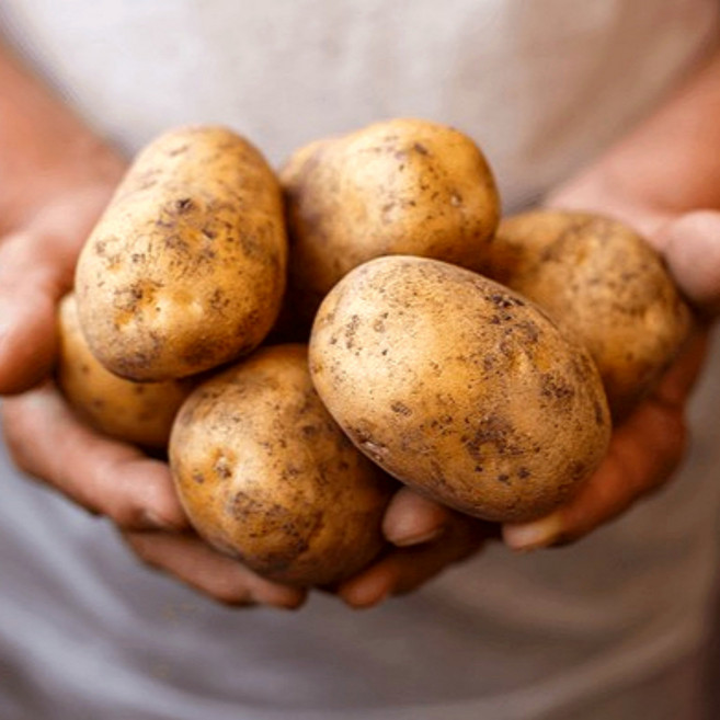 달라유 햇 수미감자 국내산 햇감자, 통구이용, 1박스, 3KG (중)