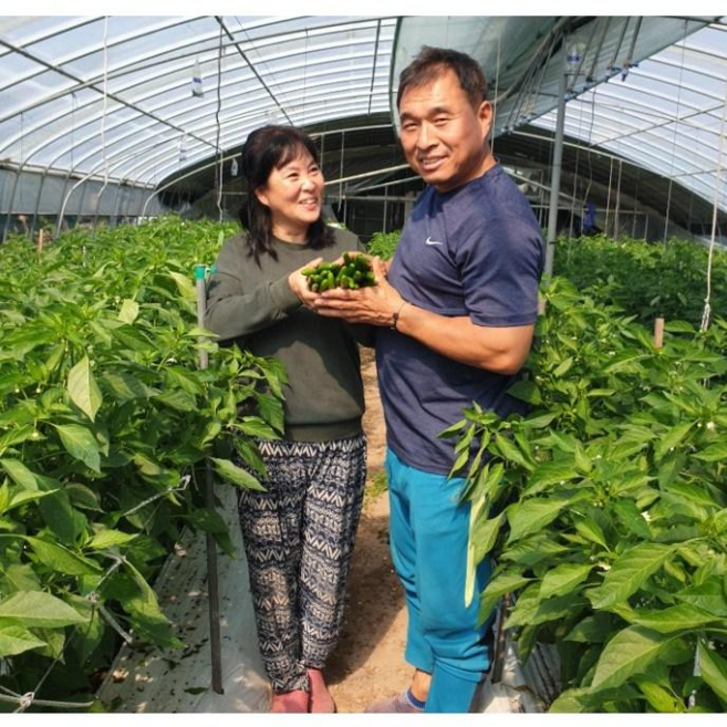 밀양 미인풋고추 미인고추 특품 1kg, 1개, 미인풋고추 특품 1kg