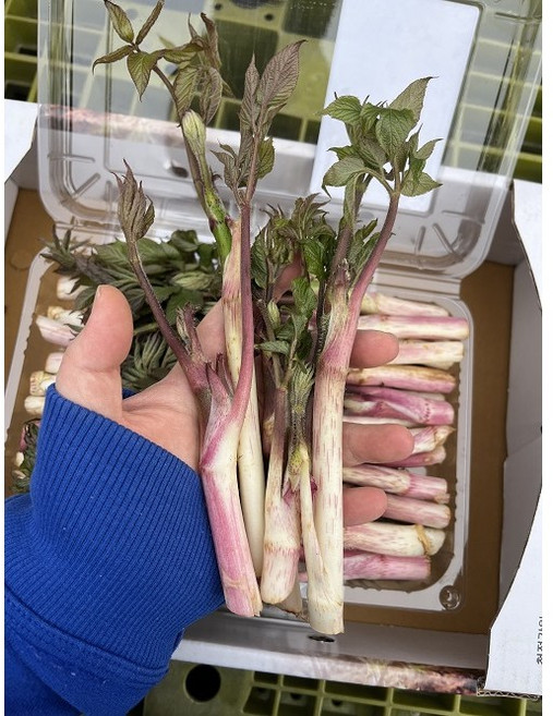 [품질보장] 자연산 땅두릅 국산, 1박스, 1kg