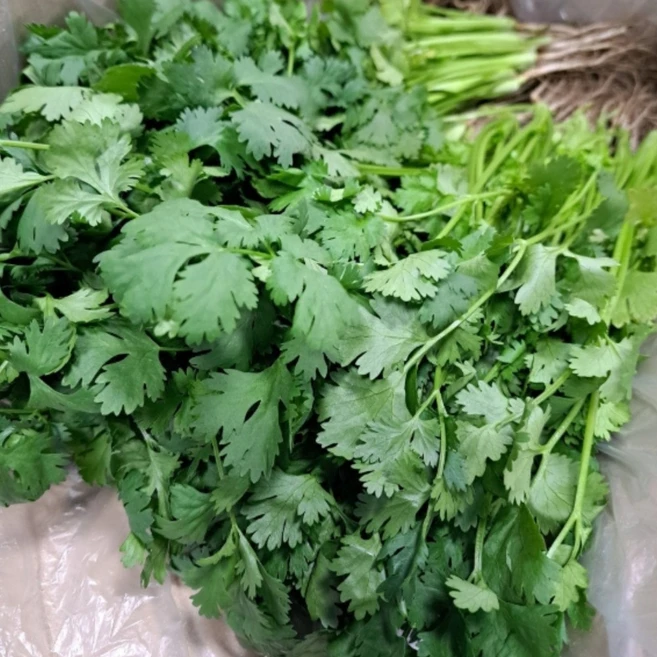 국내산 고수 신선 향긋한 허브 채소 가정용 식자재용, 1박스, 4kg - 쿠팡