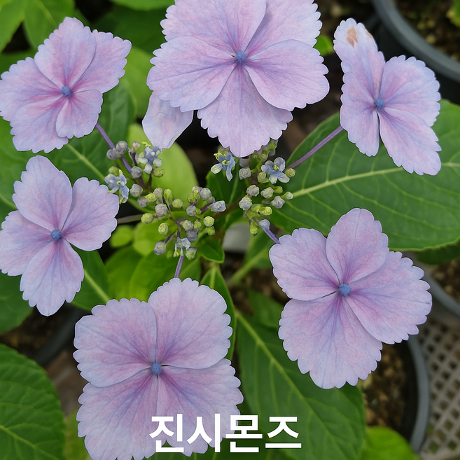 [플라워쇼룸] 수국모종 진시몬스 중품 (15cm포트), 1개