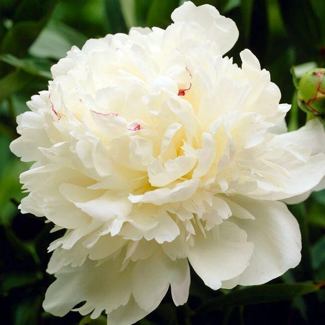 [Qgarden] 작약 구근 마리 르무안 숙근 유럽 직수입 화이트 작약꽃 겹작약 키우기, 1개 - 쿠팡