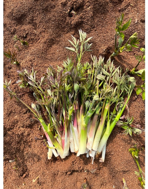 눈꽃 땅두릅 특품 햇두릅 제철 두릅 땅두릅 눈꽃두릅 제철두릅 두릅나물 두릅산지직송 나물 특산물두릅 고급두릅 프리미엄두릅 맛있는두릅 싱싱한두릅 산지직송 농산물 오늘수확, 500g, 500g, 1개