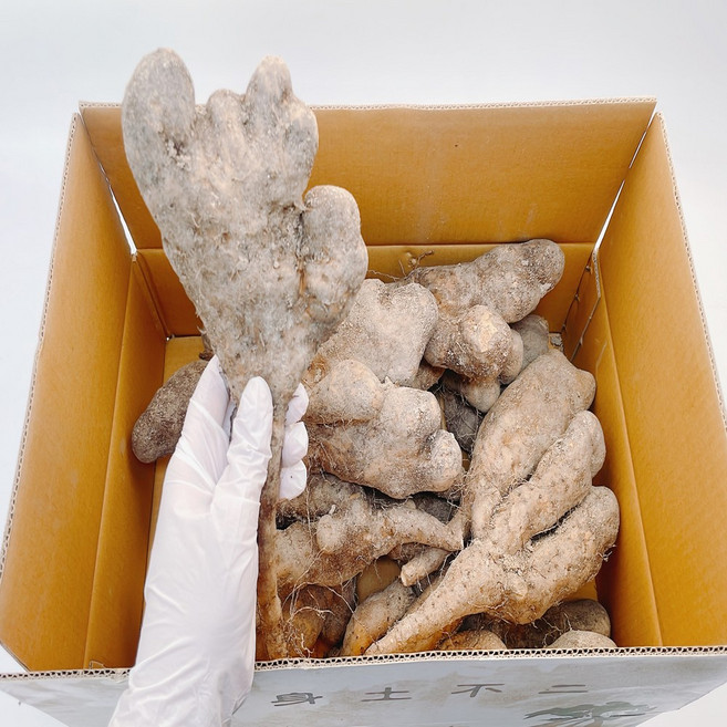 노씨고집 국내산 영주 햇 산약마 단마, 1개, 가정용 2kg 혼합과