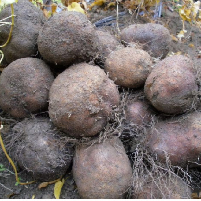 [알찬농부] 둥근마 25년 애플마 A급 예쁜 중품1kg 2kg 3kg 5kg, 1박스, ., 1kg