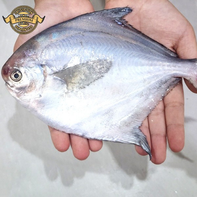 산지직송 조업한 생물 통통 횟감 병어 7~10미 자랭이 비손질한 생물 횟감 병어, 1개, 900g (손질병어)