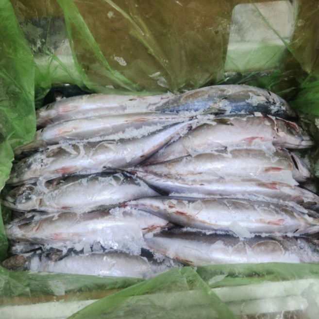 국내산 참 고등어24마리 10KG 에서 11KG 조림용, 1박스