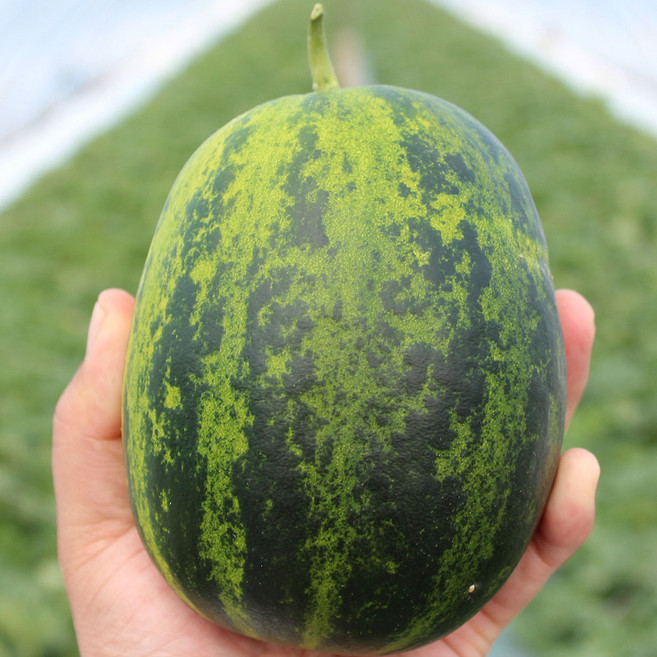 파파야메론 고령성산 멜론 당도선별 산지직송, 1개, 10kg (특 15~25과)